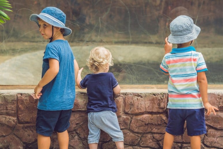 Boys including a toddler watching reptiles in the terrarium