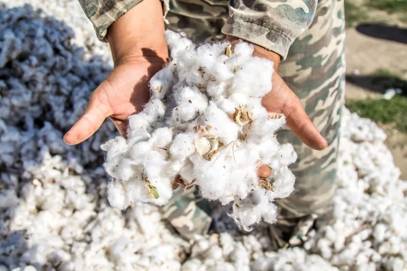 harvesting cotton