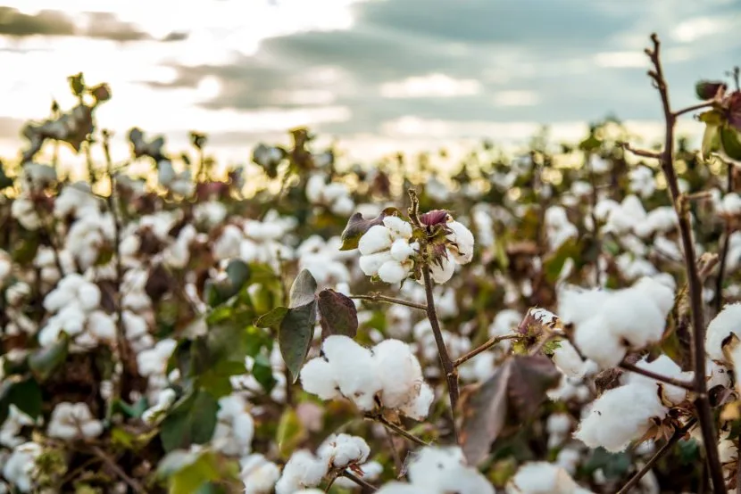 Complete Guide to Growing Cotton: From Seed to Harvest