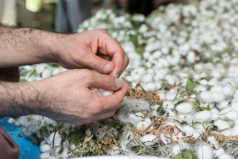 Guide to Growing Cotton (6)