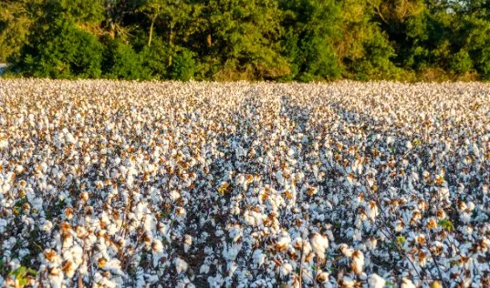 Guide to Growing Cotton (7)