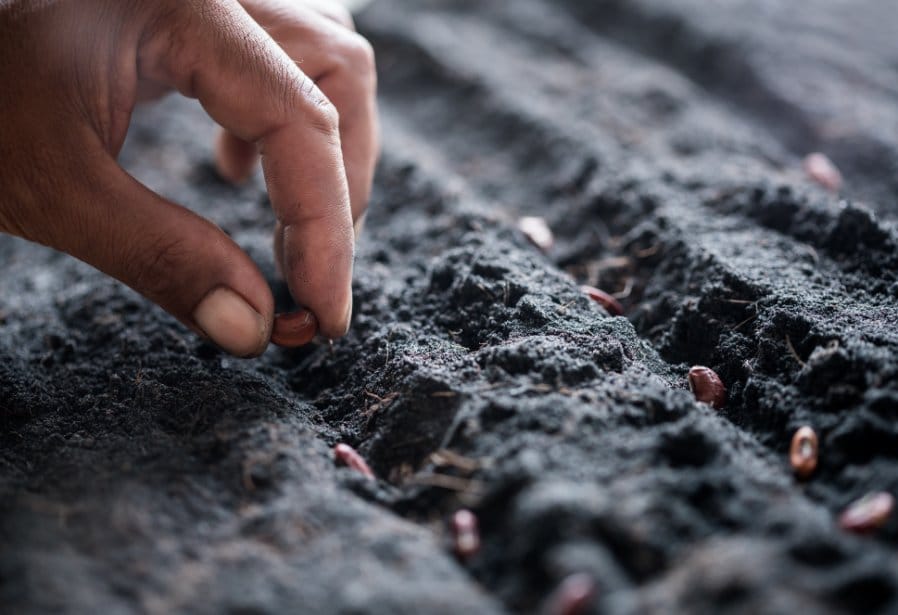 planting cotton seeds