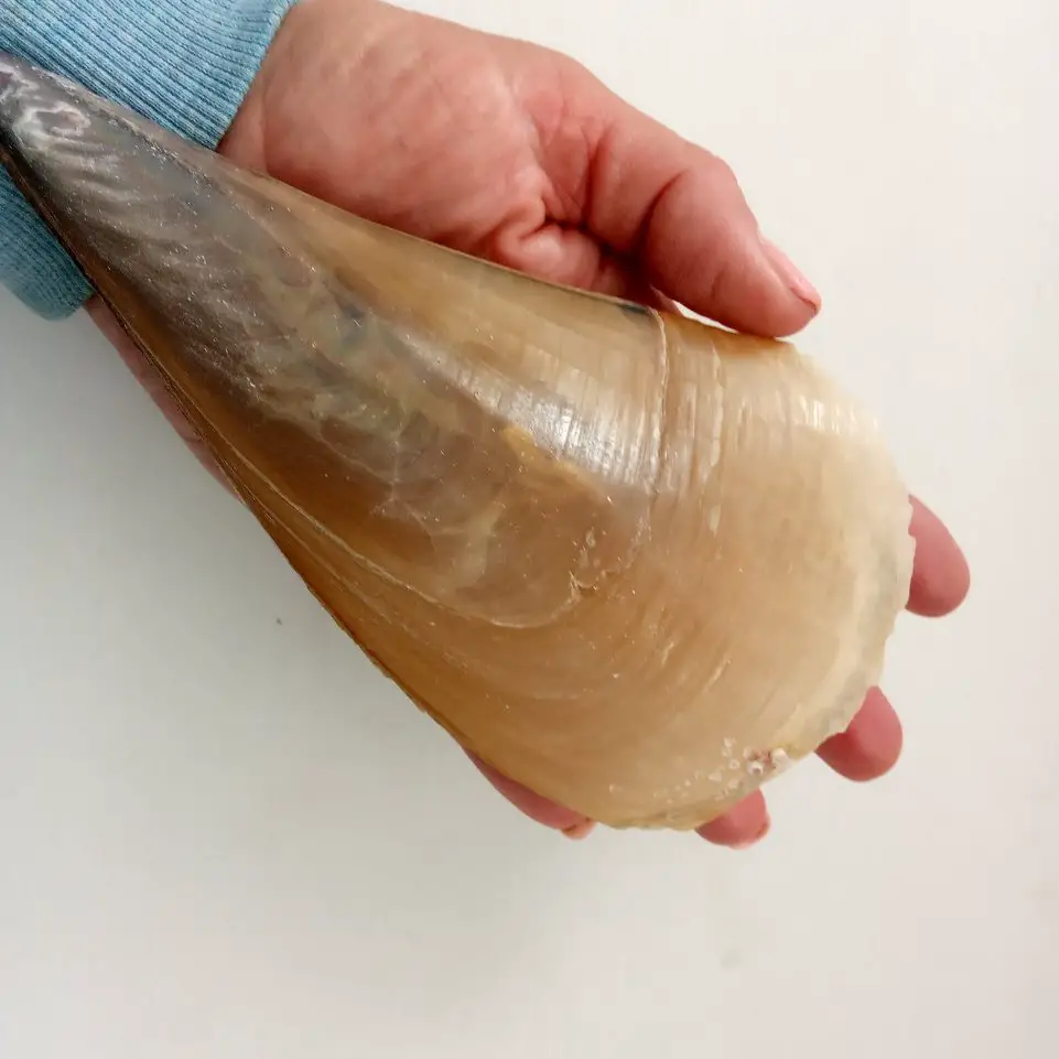 Large Pinna nobilis shell held in a hand showing the natural byssus fibers used for sea silk production