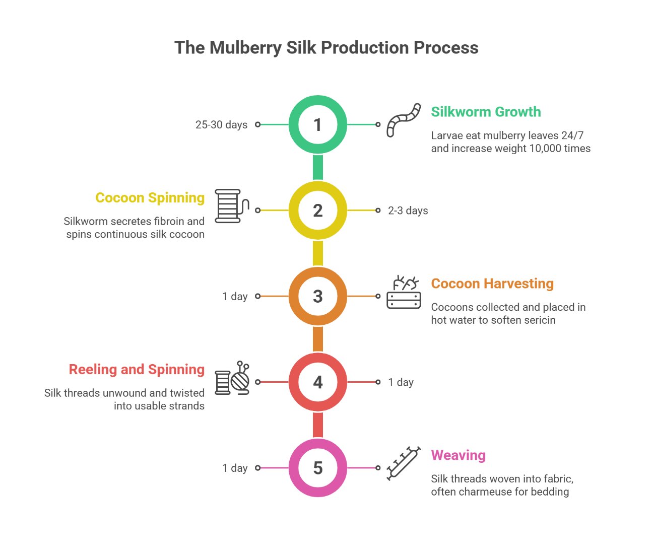 How Mulberry Silk Is Made - Visual illustration of the silk production process
