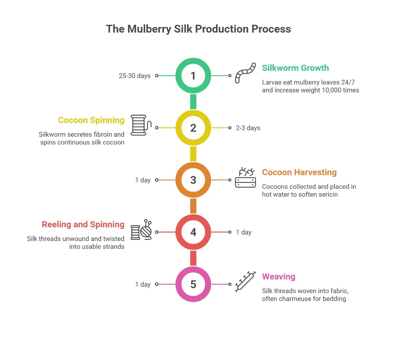 How Mulberry Silk Is Made - Visual illustration of the silk production process