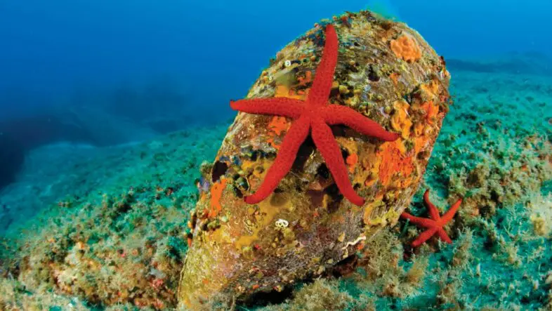 Underwater image of a Pinna nobilis mussel covered with sea life and surrounded by starfish in the Mediterranean Sea