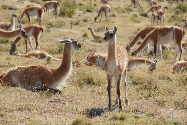 Wild vicuñas living in the Andean highlands natural habitat