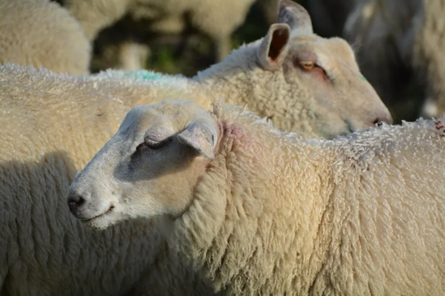 Merino sheep associated with delaine wool production shown in a natural farming environment