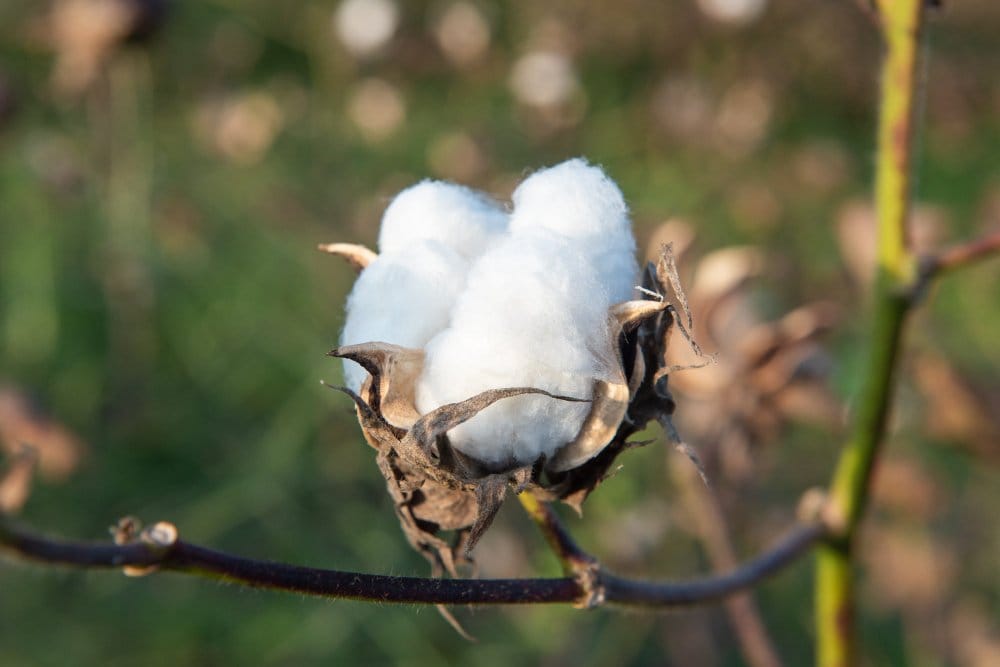 Close-up of a mature white cotton boll growing naturally on a cotton plant in a field.